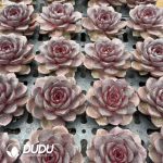 [RTS]Echeveria Xuanchen - Image 2