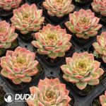 [RTS]Echeveria Ice Diamond - Image 2