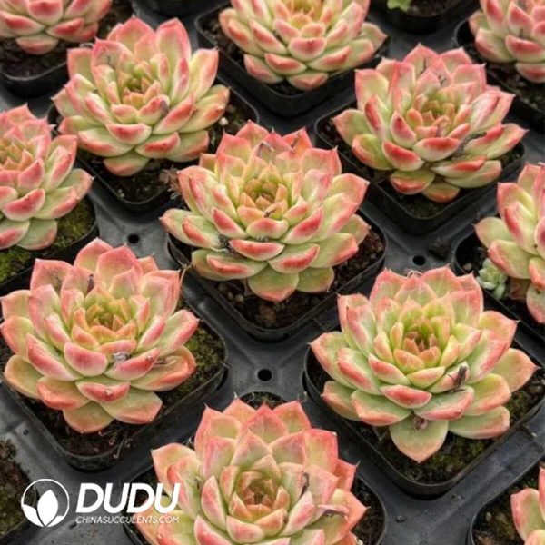 [RTS]Echeveria Ice Diamond - Image 2
