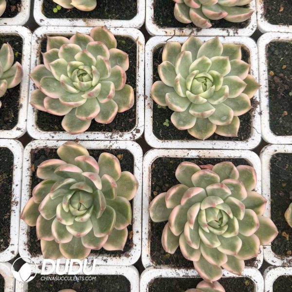 [RTS]Echeveria Crystal Agavoides variegated - Image 2