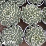 [RTS]Echeveria Erica Variegated - Image 2