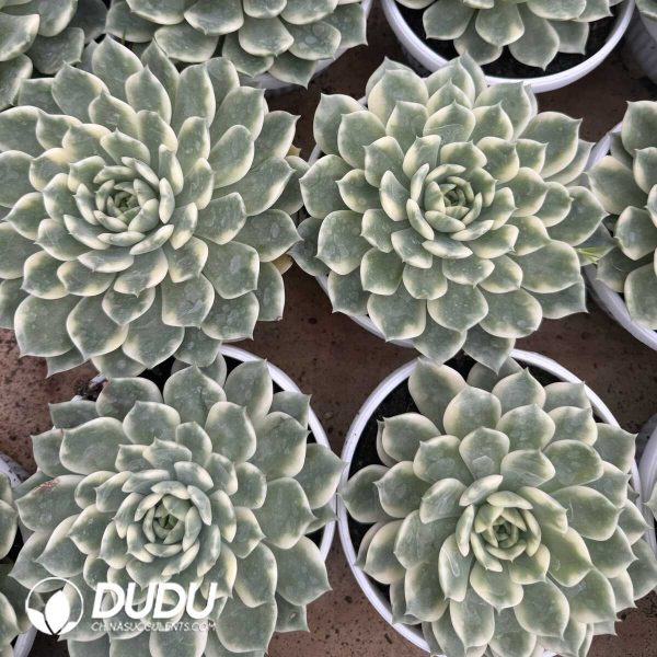 [RTS]Echeveria Erica Variegated - Image 2