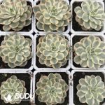 [RTS]Echeveria Nana Mini Hook Variegated - Image 2