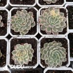 Echeveria Desert Rose Variegated - Image 2