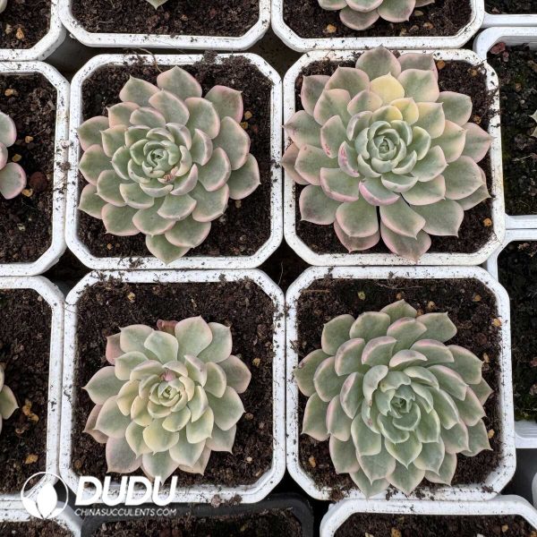 Echeveria Desert Rose Variegated - Image 2