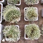 [RTS]Echeveria Agavoides Lem Variegated Cristata - Image 2