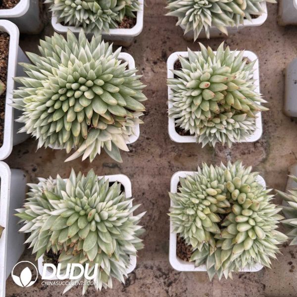 [RTS]Echeveria Agavoides Lem Variegated Cristata - Image 2