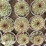 [RTS]Echeveria Black Crystal Variegated - Image 2