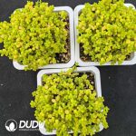 Dicrocaulon ramulosum - Image 2