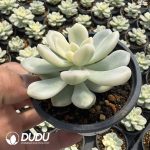 Echeveria Blue Minima Variegated - Image 2