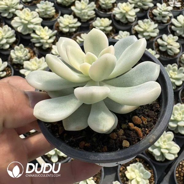 Echeveria Blue Minima Variegated - Image 2