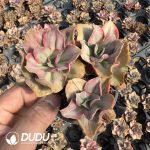 Echeveria Mini Gossaon Variegated Clustering 3 Heads - Image 2
