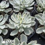 Echeveria Rain Drops Variegated green - Image 2