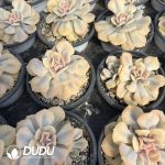 (Marginata Variegated)Echeveria Exoticc Variegated - Image 2