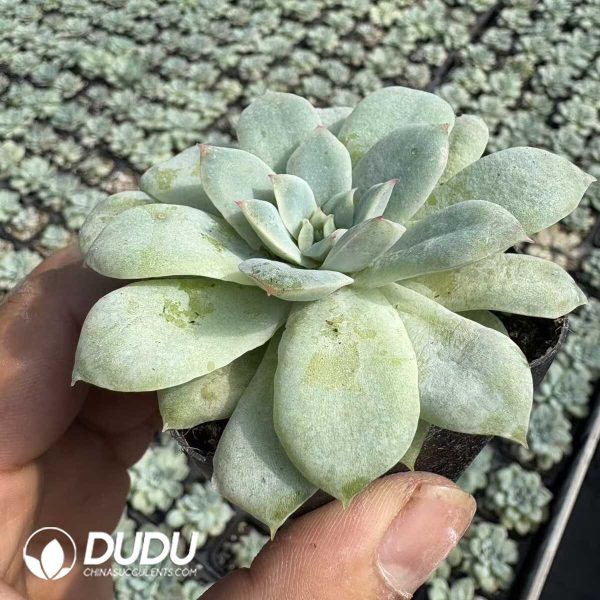 Echeveria Rose Angel - Image 2