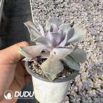 Echeveria Love Pearls - Image 2