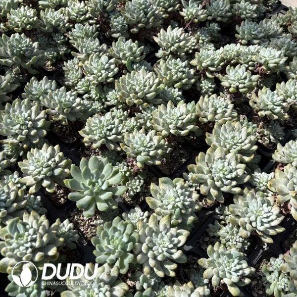 Echeveria Blue Apple Monstrose - Image 2