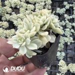 Echeveria Debra Variegated - Image 2