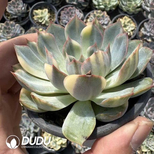 Echeveria Fiona Variegated - Image 2