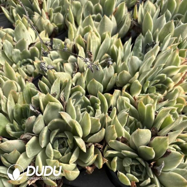 Echeveria Crystal Lover Variegated Double Head - Image 2