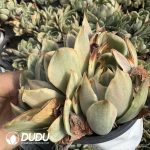 Echeveria Crystal Lover Variegated Clustering - Image 2