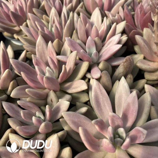 Echeveria Peach Blossom Variegated - Image 2