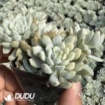 Echeveria Chrissy N ryan Variegated Clustering - Image 2