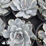 Echeveria Lilacina Variegated - Image 2