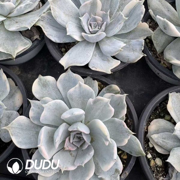 Echeveria Lilacina Variegated - Image 2