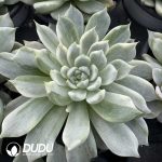 Echeveria Yu Yao Nu Variegated - Image 2