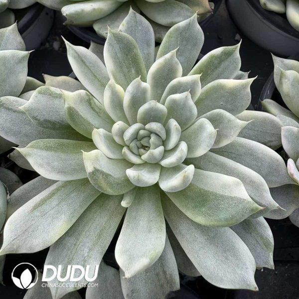 Echeveria Yu Yao Nu Variegated - Image 2