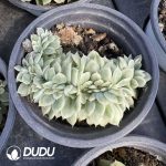 Echeveria Malgan Variegated Cristata - Image 2