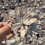 Echeveria Hera Variegated Clustering - Image 2