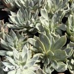 Echeveria agavoides Monstrose Variegated - Image 2