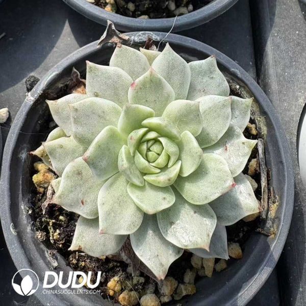 Echeveria Olivia White Variegated - Image 2