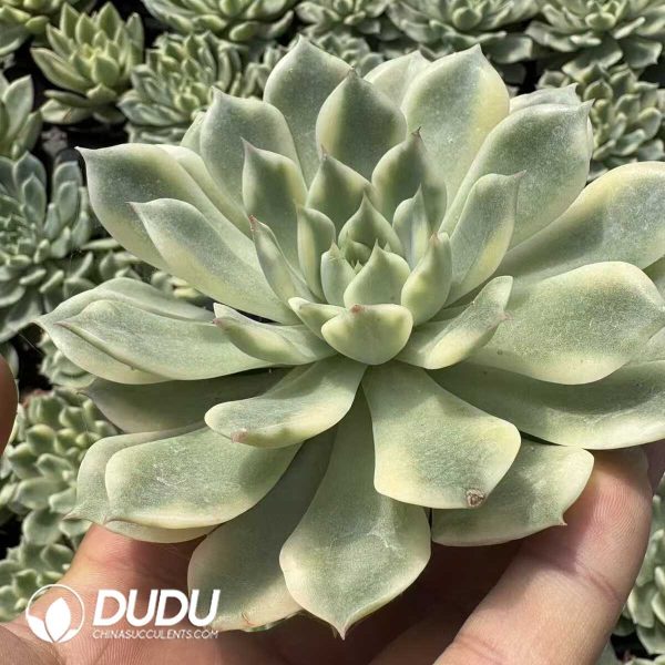 Echeveria Erika Variegated - Image 2