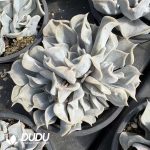 Echeveria Thriller Pearl Variegated Clustering - Image 2