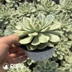 Echeveria Erika Variegated - Image 2