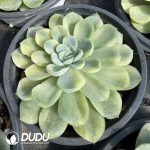 Echeveria Minibell Variegated - Image 2