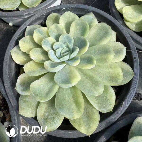 Echeveria Minibell Variegated - Image 2