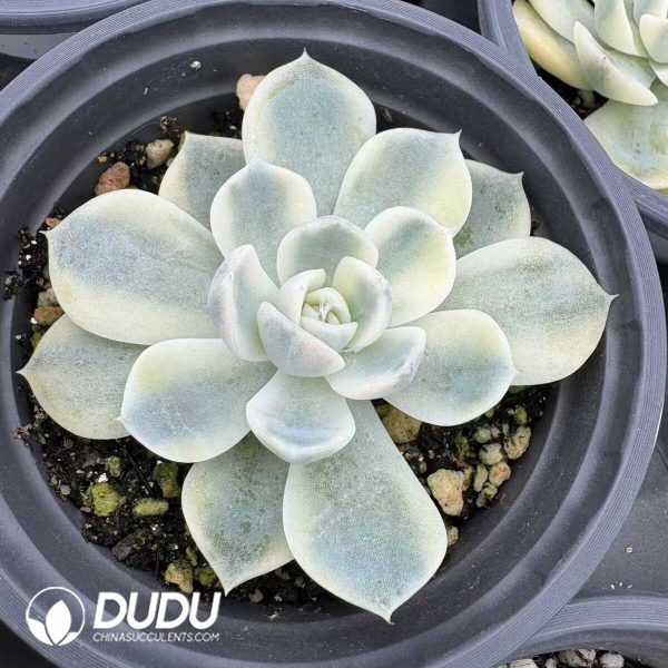 Echeveria Hamburg Variegated - Image 2