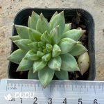 Pachyphytum Rain Fossil