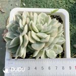 Echeveria Snowball Variegated  Clustering