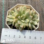 Echeveria Mebina Variegated Clustering