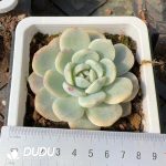 Echeveria Monroe Variegated