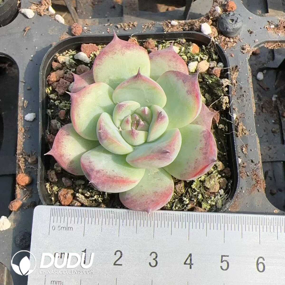 e201-168.jpg Echeveria chihuahuaensis - Image 1