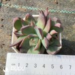 Echeveria Agavoides Casio Clustering