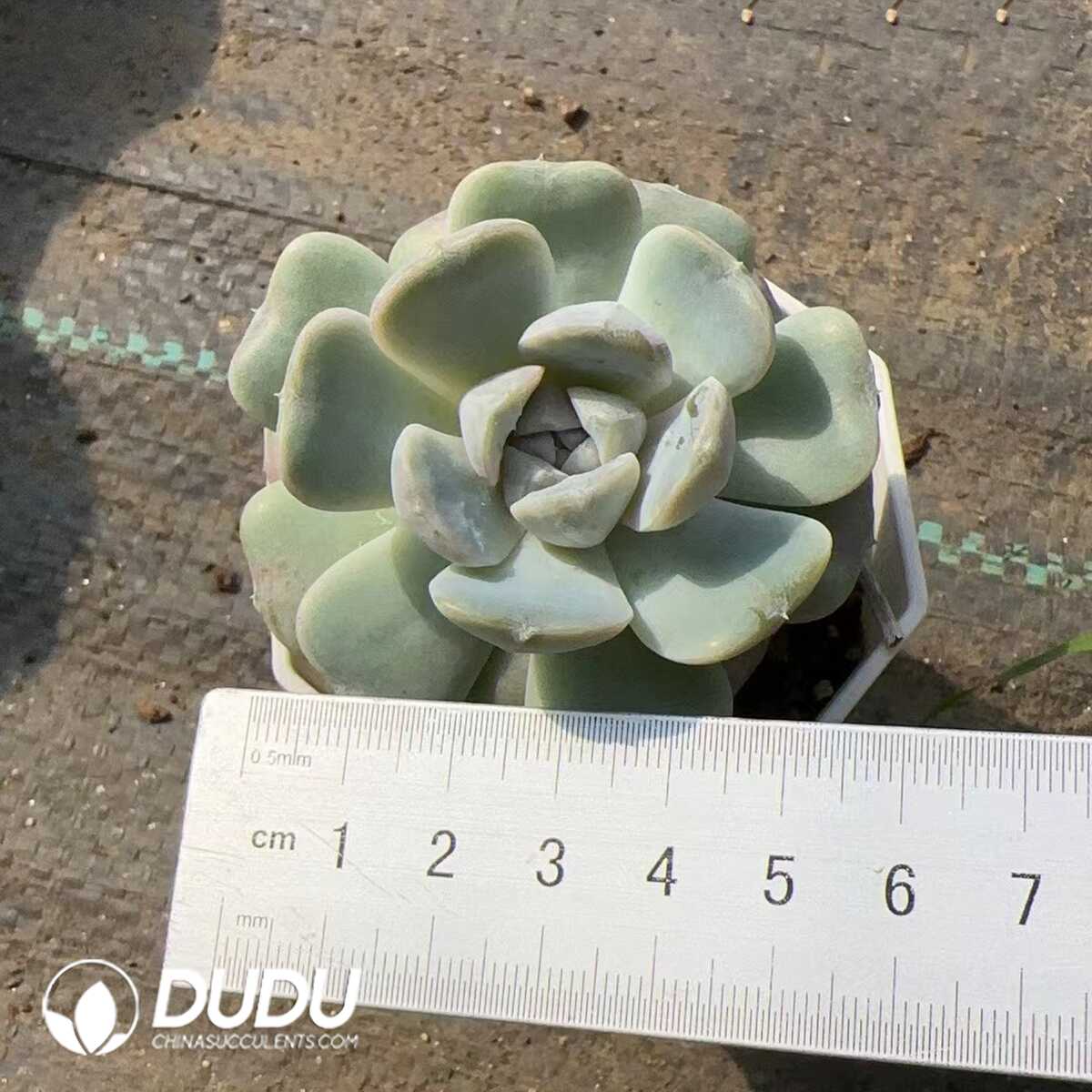 e201-183.jpg Echeveria Teddy Bear - Image 1