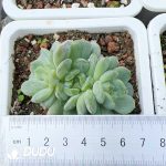 Echeveria White Lover Clustering