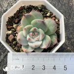 Echeveria Chihuahuaensis Half Variegated